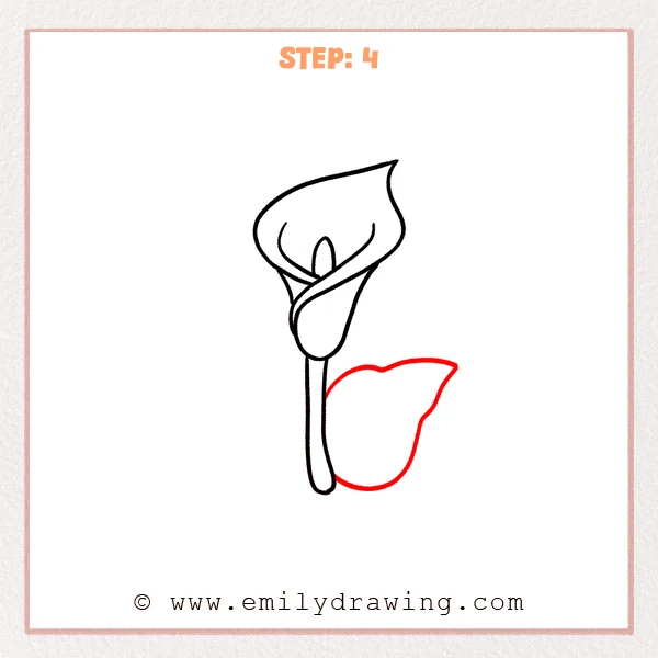 how to draw a calla lily - Calla lily drawing with a long stem and a newly added large leaf on the lower right side.